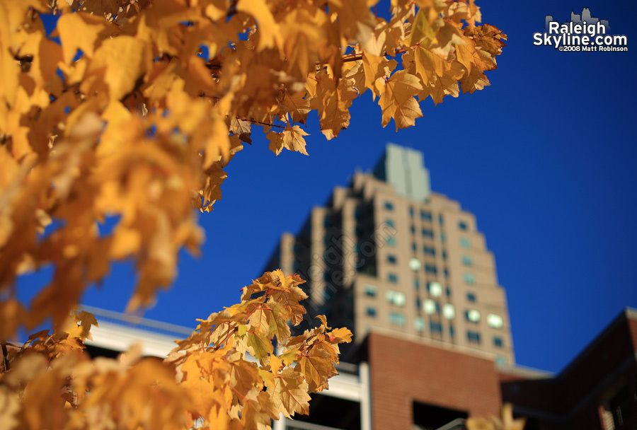 Yellow leaves in downtown Raleigh