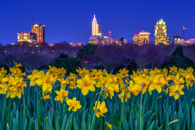 Dorothea Dix Park Daffodils and Raleigh Spring Scenes