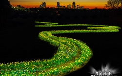 Painting the Raleigh daffodils with light