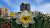 Signs of Spring in Raleigh