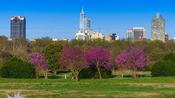 Downtown Raleigh in the Spring 2015